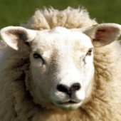 かわいい羊 コースター