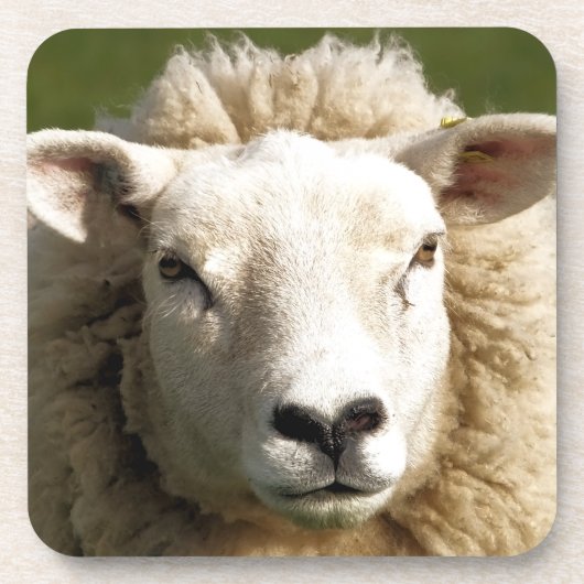 かわいい羊 コースター (正面)