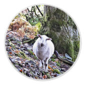 かわいい羊 セラミックノブ (正面)