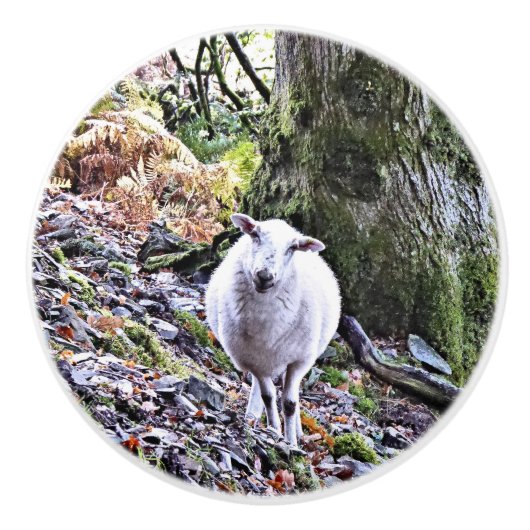 かわいい羊 セラミックノブ (正面)