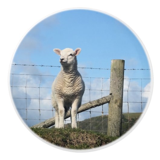 かわいい羊 セラミックノブ (正面)