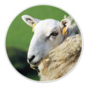 かわいい羊 セラミックノブ (正面)