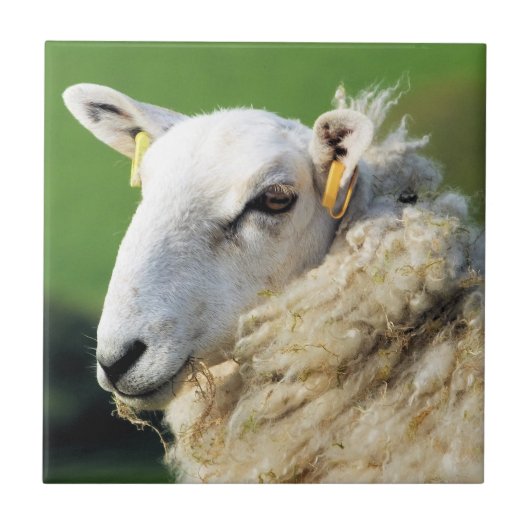 かわいい羊 タイル (正面)