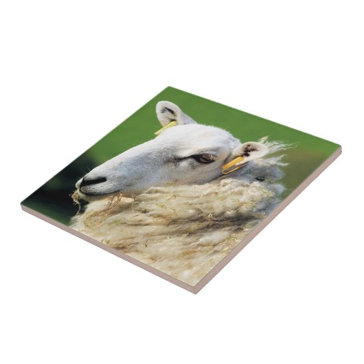 かわいい羊 タイル (側面)