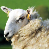 かわいい羊 タイル