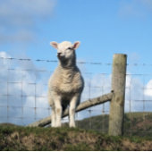 かわいい羊 デスクマット