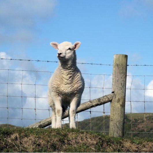 かわいい羊 デスクマット
