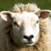 かわいい羊 ドアマット