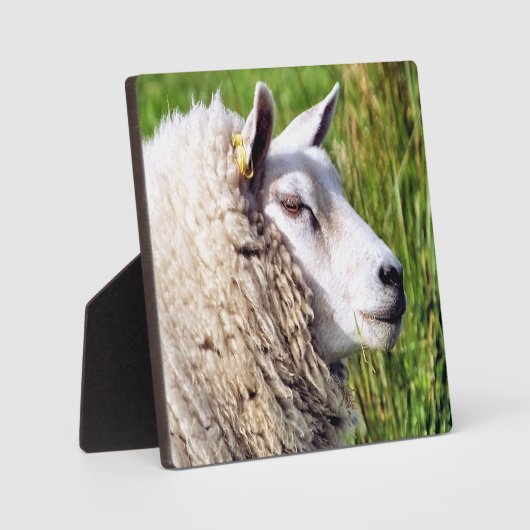 かわいい羊 フォトプラーク (正面)