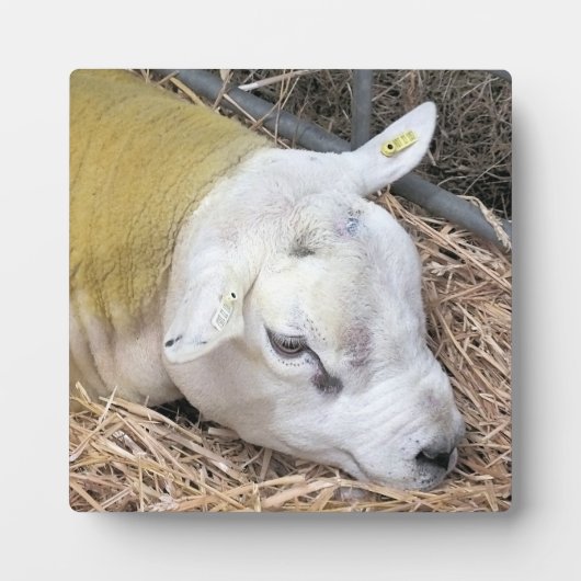 かわいい羊 フォトプラーク (正面)