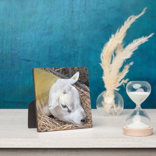 かわいい羊 フォトプラーク (インサイチュ)