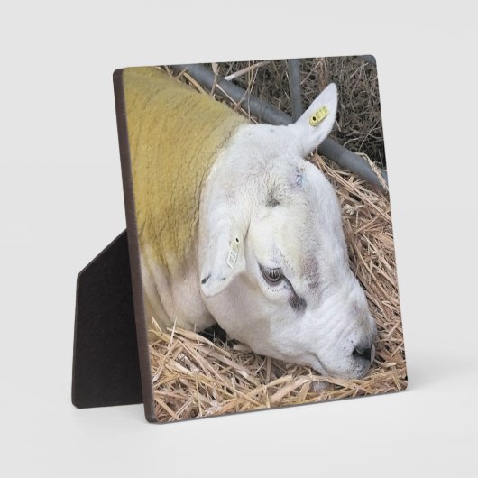 かわいい羊 フォトプラーク (正面)