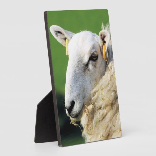 かわいい羊 フォトプラーク (側面)