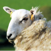 かわいい羊 ペーパープレート