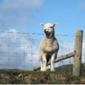 かわいい羊 ペーパープレート