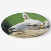 かわいい羊 ペーパープレート (アングル)