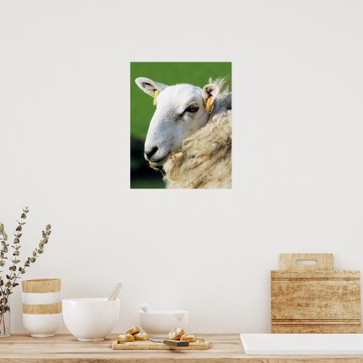かわいい羊 ポスター (キッチン)