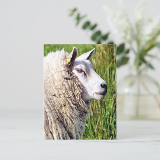 かわいい羊 ポストカード (スタンド正面)