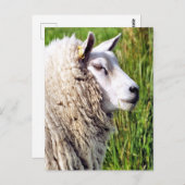 かわいい羊 ポストカード (正面/裏面)