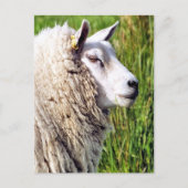 かわいい羊 ポストカード (正面)