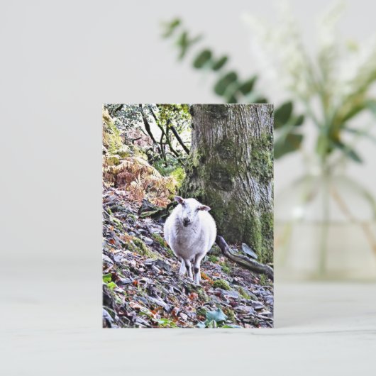 かわいい羊 ポストカード (スタンド正面)