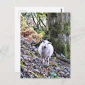 かわいい羊 ポストカード (正面/裏面)