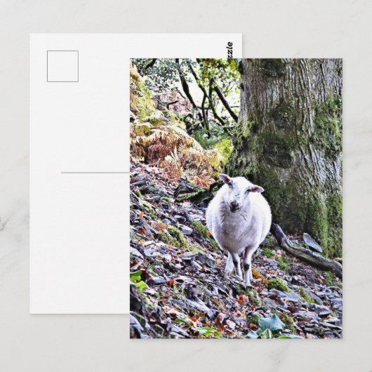 かわいい羊 ポストカード (正面/裏面)