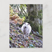 かわいい羊 ポストカード (正面)