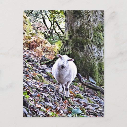 かわいい羊 ポストカード (正面)