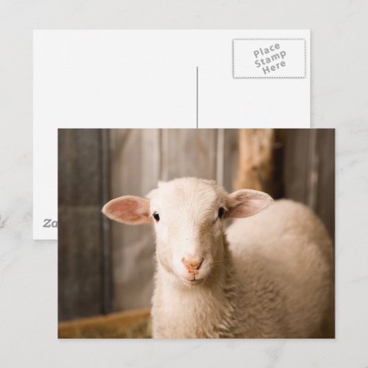 かわいい羊 ポストカード (正面/裏面)