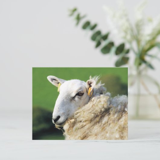 かわいい羊 ポストカード (スタンド正面)