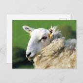 かわいい羊 ポストカード (正面/裏面)