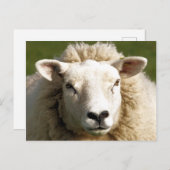 かわいい羊 ポストカード (正面/裏面)