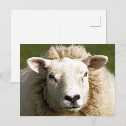 かわいい羊 ポストカード (正面/裏面)