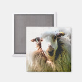 かわいい羊 マグネット (正面/裏面)
