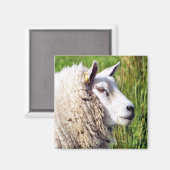 かわいい羊 マグネット (正面/裏面)