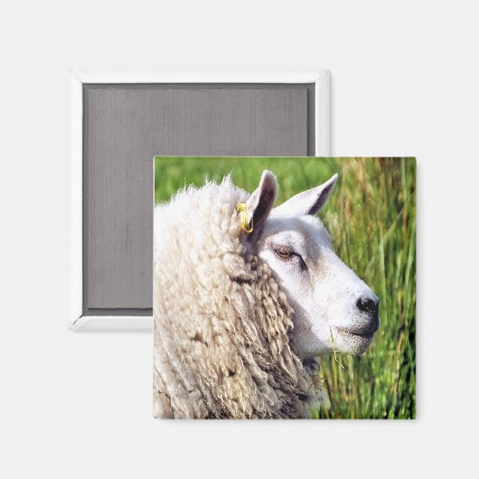 かわいい羊 マグネット (正面/裏面)