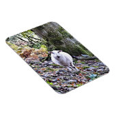 かわいい羊 マグネット (右側)