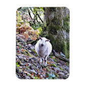 かわいい羊 マグネット (縦)