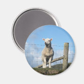 かわいい羊 マグネット (正面/裏面)