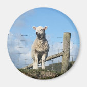 かわいい羊 マグネット (正面)