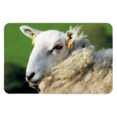 かわいい羊 マグネット (横)