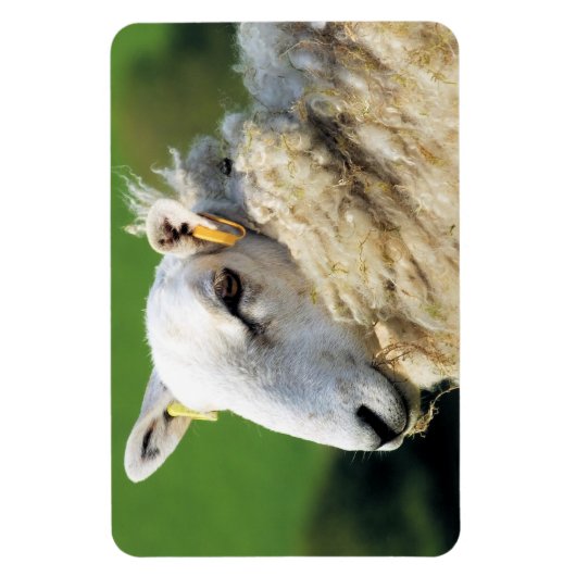 かわいい羊 マグネット (縦)