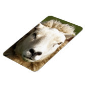 かわいい羊 マグネット (左側)