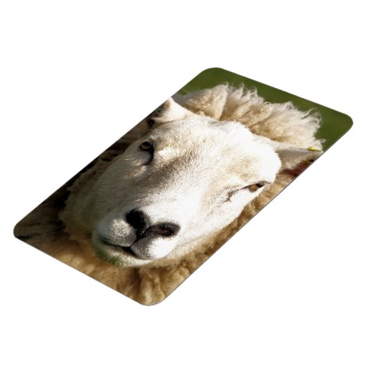 かわいい羊 マグネット (左側)