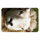 かわいい羊 マグネット (横)