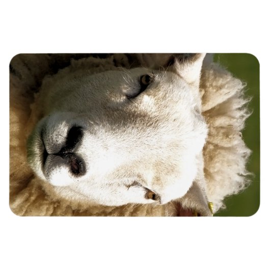 かわいい羊 マグネット (横)