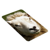 かわいい羊 マグネット (右側)