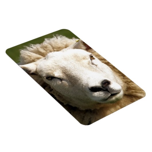 かわいい羊 マグネット (右側)