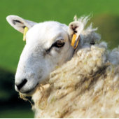 かわいい羊 メタルランチボックス